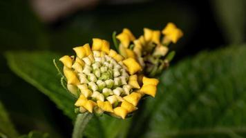 Flower of Common Lantana photo