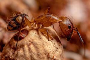 Adult Female Carpenter Ant photo