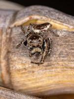 Adult Male Jumping Spider photo