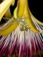 ninfa mantis que se alimenta de una abeja occidental foto