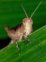 Brazilian Short-horned Grasshopper