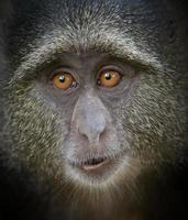 Blue Monkey Closeup photo