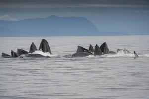 Bubble Feeding Humpback Whales photo