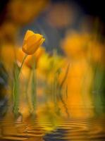 California Poppy Closeup with Added Reflection photo