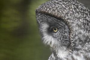 Profile of Great Gray Owl photo