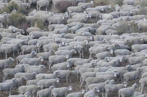 Herd of Sheep, Sierra Nevadas photo
