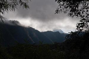 descripción general del bosque nuboso de los andes foto