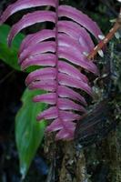 Helecho rojo tropical, bosque nuboso de los Andes, Ecuador foto