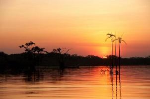 palmeras en el lago inundado, amazonas foto