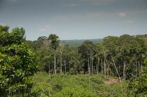 Descripción general de la selva amazónica, cuyabeno, Ecuador foto