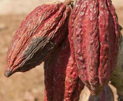 Las mazorcas de cacao, Amazonas, Ecuador foto