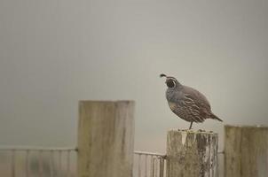 California Quail, Point Reyes photo