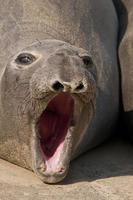 elefante marino, point reyes, california foto