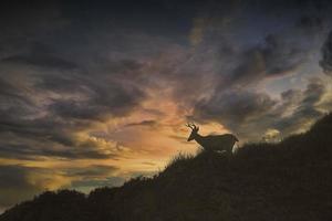 Deer Silhouette, Point Reyes photo