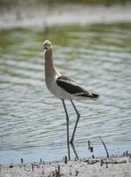 avoceta americana, reserva de vida silvestre cosumnes foto