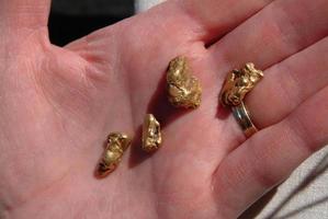 Gold Nuggets in Hand photo