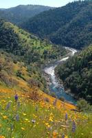 South Fork American River and Poppies photo