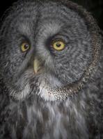 Great Gray Owl Closeup