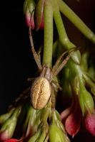 Grass Neoscona Spider photo