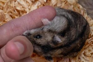Campbell's dwarf hamster photo