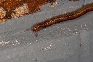 Adult Common Brown Millipede photo