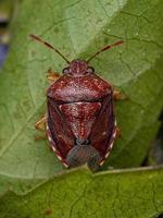 Adult Stink bug photo