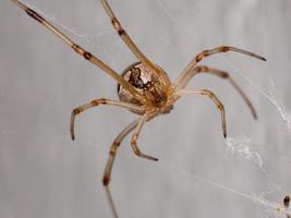 Brown Widow Spider photo