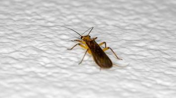 Yellow Common Stonefly photo