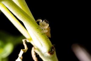 Small Jumping spider photo