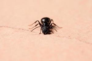 hormiga carpintera brasileña foto