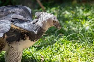 Harpy Eagle animal photo