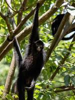 Black-faced Black Spider Monkey photo