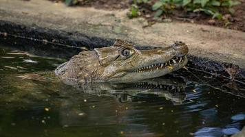 animal caimán típico foto