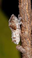 Brazilian White Planthopper photo