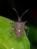 Adult Stink Bug photo