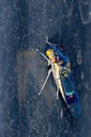 Adult Typical Leafhopper photo