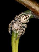 Male Jumping spider photo