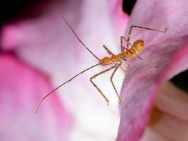 Assassin Bug nymph photo