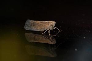 Adult Nogodinid Planthopper photo