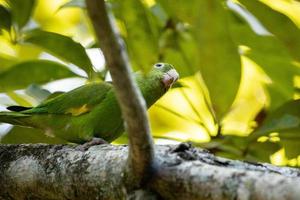 Adult Yellow-chevroned Parakeet photo