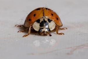 Asian Lady Beetle photo