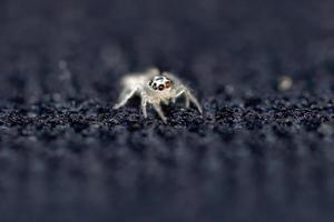 pequeña araña saltadora