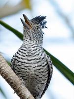 macho brasileño barrado antshrike foto