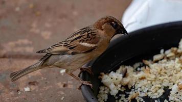 Adult House Sparrow photo