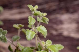 Succulent plant grown photo