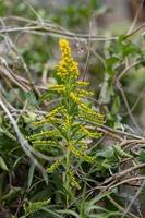 Anise Goldenrod Plant photo