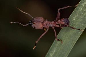 hormiga cortadora de hojas acromyrmex adulta foto