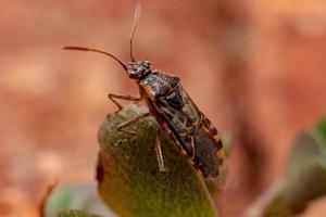 Adult Scentless Plant Bug photo