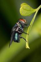 Oriental Latrine Fly photo