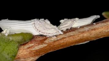 insectos escama blanca